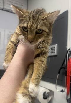 Domestic Short Hair Cats Available for Adoption in West Chester, Pennsylvania - Venus | PetCurious