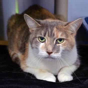 Sammy -  Domestic Short Hair Cat for Adoption in Sanford, Florida - Sammy | PetCurious