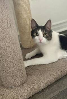 Rescue Domestic Short Hair Cats for Adoption in Hamilton, Ontario - ADORABLE ASH | PetCurious