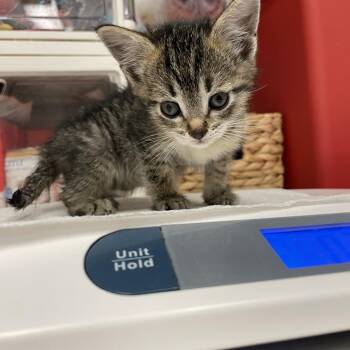 Echo -  Domestic Short Hair Cat for Adoption in Los Angeles, California - Echo | PetCurious