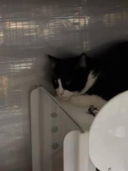 Domestic Short Hair Cats Available for Adoption - MERLIN | PetCurious