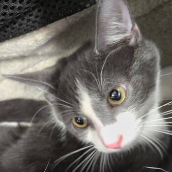 Grayson -  Domestic Short Hair Cat for Adoption in Newark, New Jersey - Grayson | PetCurious
