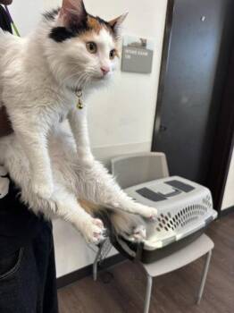 Bingo -  Domestic Medium Hair and Domestic Short Hair Cat for Adoption in Atlanta, Georgia - Bingo | PetCurious
