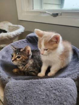 Paige -  Domestic Short Hair Cat for Adoption in Wheaton, Illinois - Paige | PetCurious