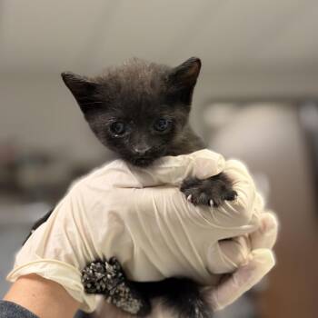 Domestic Short Hair Cats Available for Adoption in Houston, Texas - Rigatoni | PetCurious