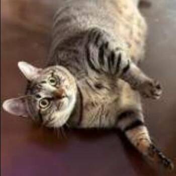 Astrid -  Domestic Short Hair Cat for Adoption in New York, New York - Astrid | PetCurious