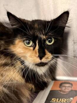 Pecan Pie -  Domestic Medium Hair Cat for Adoption in Wichita, Kansas - Pecan Pie | PetCurious