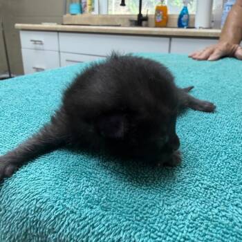 Leia -  Domestic Short Hair Cat for Adoption in Madisonville, Kentucky - Leia | PetCurious