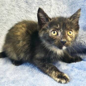 Adagio -  Domestic Short Hair Cat for Adoption in Mt. Juliet, Tennessee - Adagio | PetCurious