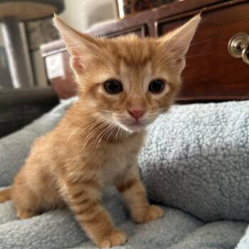Riot 26-064 -  Domestic Short Hair Cat for Adoption in Little Rock, Arkansas - Riot 26-064 | PetCurious