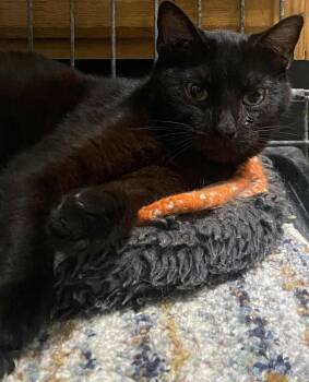Kitty Softpaws -  Domestic Short Hair Cat for Adoption in Evansville, Indiana - Kitty Softpaws | PetCurious
