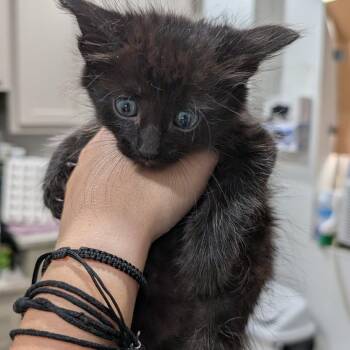 Asiago -  Domestic Short Hair Cat for Adoption in Buchanan Dam, Texas - Asiago | PetCurious