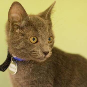 Equuleus -  Domestic Short Hair Cat for Adoption in Hot Springs, Arkansas - Equuleus | PetCurious