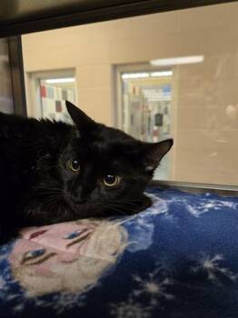 Rescue Domestic Short Hair Cats for Adoption in Plano, Texas - Zephyr A214432 | PetCurious