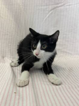 Rescue Domestic Short Hair Cats for Adoption in Newberg, Oregon - Moth | PetCurious