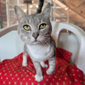 Barbossa -  Domestic Short Hair Cat for Adoption in Waynesville, North Carolina - Barbossa | PetCurious