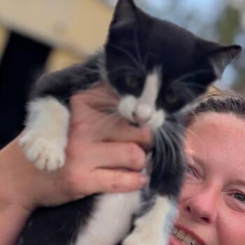 JanetJackson -  Domestic Short Hair Cat for Adoption in Marshall, Texas - JanetJackson | PetCurious