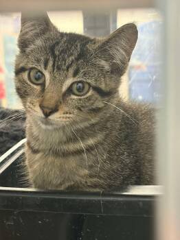 Simba -  Tabby Cat for Adoption in Grove City, Ohio - Simba | PetCurious