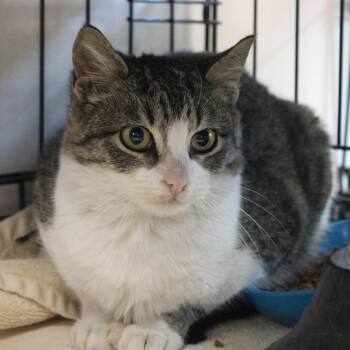 Domestic Short Hair Cats Available for Adoption - Zesty | PetCurious