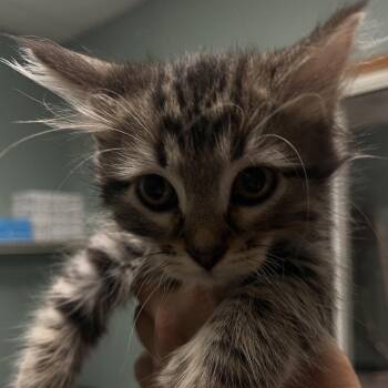 Monroe -  Domestic Medium Hair Cat for Adoption in Lenexa, Kansas - Monroe | PetCurious