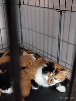 Calico Cats Available for Adoption in Liberty, New York - Dyna | PetCurious