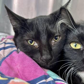 Makemake -  Domestic Medium Hair Cat for Adoption in Matteson, Illinois - Makemake | PetCurious