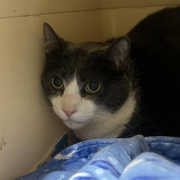 Domestic Short Hair Cats Available for Adoption in Chilliwack, British Columbia - Cinco | PetCurious