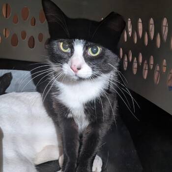 Oliver -  Domestic Medium Hair Cat for Adoption in Spokane, Washington - Oliver | PetCurious