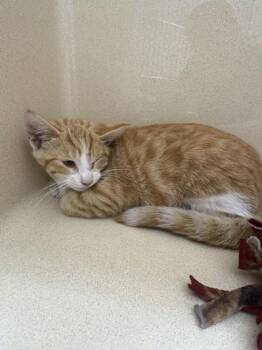 Throttle -  Domestic Short Hair Cat for Adoption in Pequot Lakes, Minnesota - Throttle | PetCurious