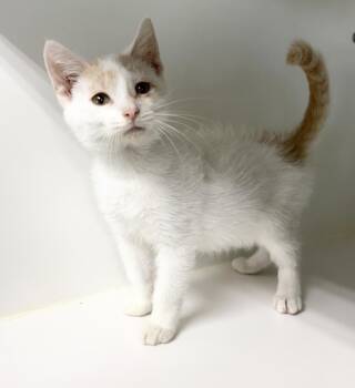 Thomas -  Domestic Short Hair Cat for Adoption in Rochester, Indiana - Thomas | PetCurious