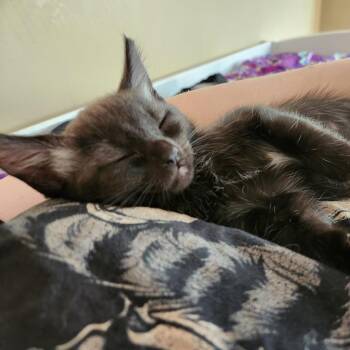 Tornado -  Domestic Short Hair Cat for Adoption in Brea, California - Tornado | PetCurious
