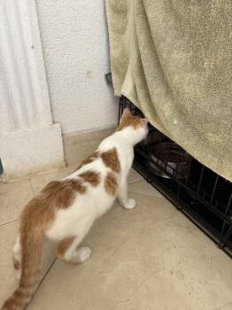 Peter -  American Shorthair Cat for Adoption in New Bedford, Massachusetts - Peter | PetCurious