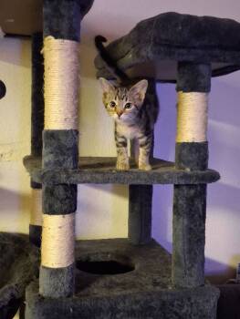 Rescue Domestic Short Hair Cats for Adoption in Adrian, Michigan - Destiny | PetCurious