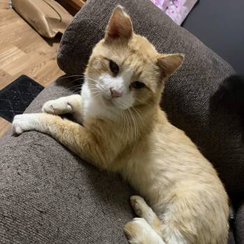 Ozzy -  Domestic Short Hair Cat Available for Adoption in Weehawken Township, New Jersey - Ozzy | PetCurious