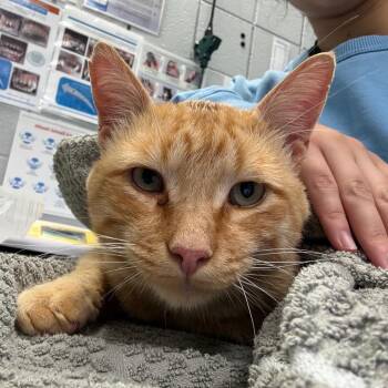 Jack-O-Lantern -  Domestic Short Hair Cat for Adoption in West Olive, Michigan - Jack-O-Lantern | PetCurious