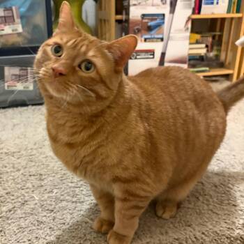 OJ -  Domestic Short Hair Cat for Adoption in Greenfield, Indiana - OJ | PetCurious