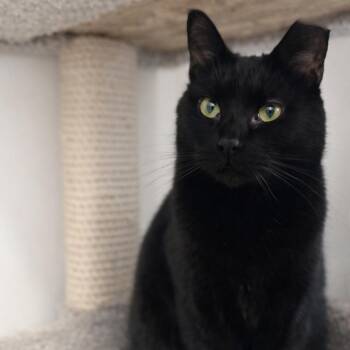 Silky -  Domestic Short Hair Cat for Adoption in Hopewell, Virginia - Silky | PetCurious