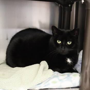 Domestic Short Hair Cats Available for Adoption - Sheeley | PetCurious