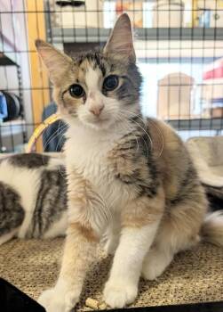 Mosaic -  Domestic Medium Hair Cat for Adoption in Emerald Isle, North Carolina - Mosaic | PetCurious