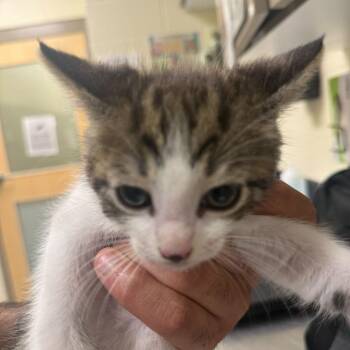 Dulce -  Domestic Short Hair Cat for Adoption in Asheville, North Carolina - Dulce | PetCurious