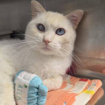 Weezing -  Domestic Short Hair Cat for Adoption in Chilton, Wisconsin - Weezing | PetCurious