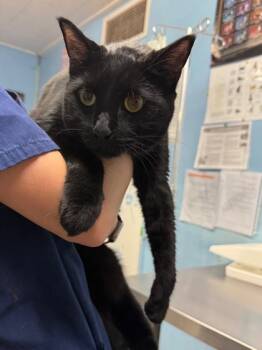 Rescue Domestic Short Hair Cats for Adoption in Roseville, California - Darcy Lewis | PetCurious