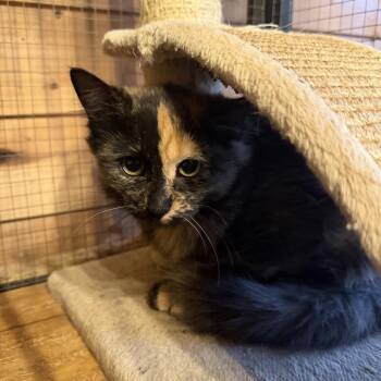 Toffee -  American Shorthair Cat for Adoption in Helena, Alabama - Toffee | PetCurious