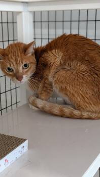 Jerry -  Domestic Short Hair Cat for Adoption in St. Augustine, Florida - Jerry | PetCurious
