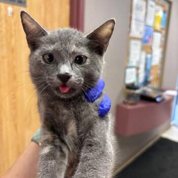 Raspberry -  Domestic Short Hair Cat for Adoption in Saint Joseph, Missouri - Raspberry | PetCurious