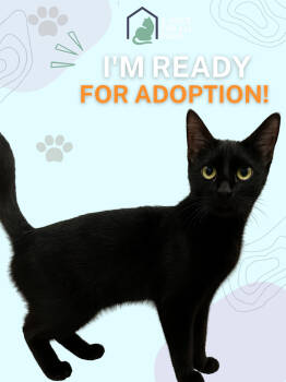 Rescue Domestic Short Hair Cats for Adoption in Dallas, Texas - Mavis | PetCurious