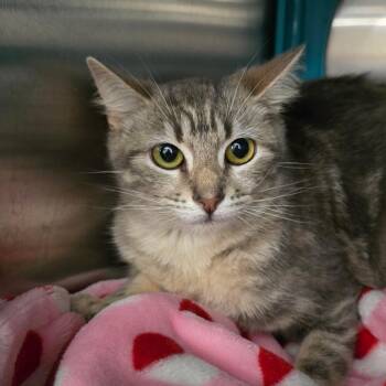 Domestic Short Hair Cats Available for Adoption in Williston, Florida - Obscura | PetCurious