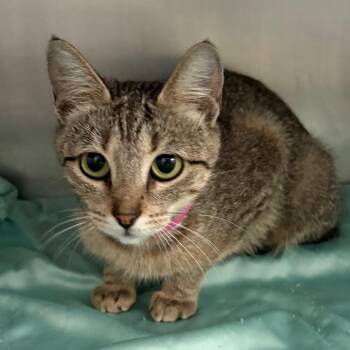 Halo -  Domestic Short Hair Cat for Adoption in Lakeland, Florida - Halo | PetCurious