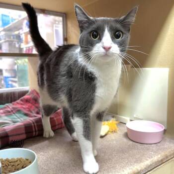 Cassie -  Domestic Short Hair Cat for Adoption in Panama City, Florida - Cassie | PetCurious