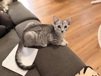 James Scott Feral -  Tabby Cat for Adoption in Cary, North Carolina - James Scott Feral | PetCurious
